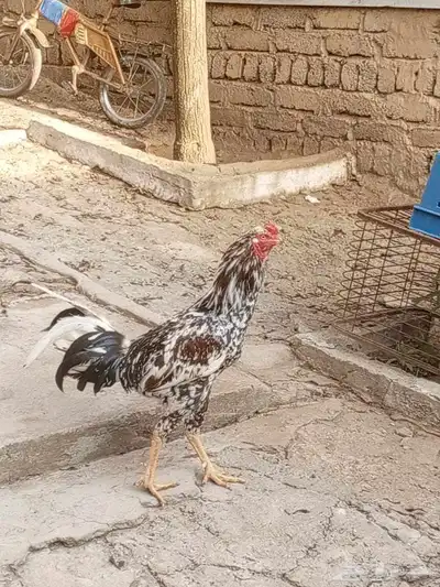 دجاج باكستاني 2