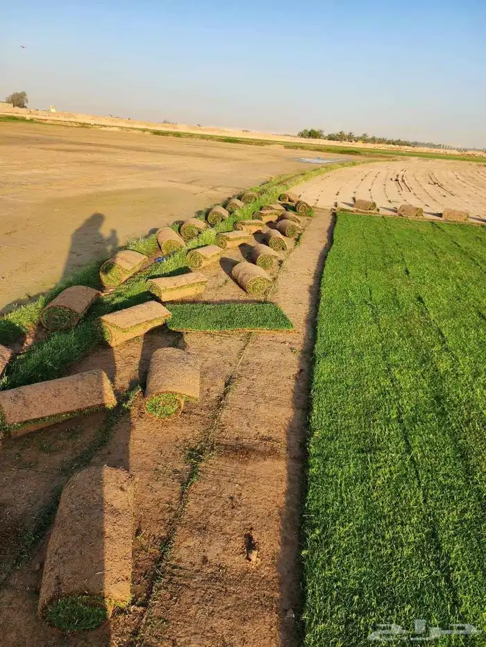 ثيل طبيعي سي 2000 1