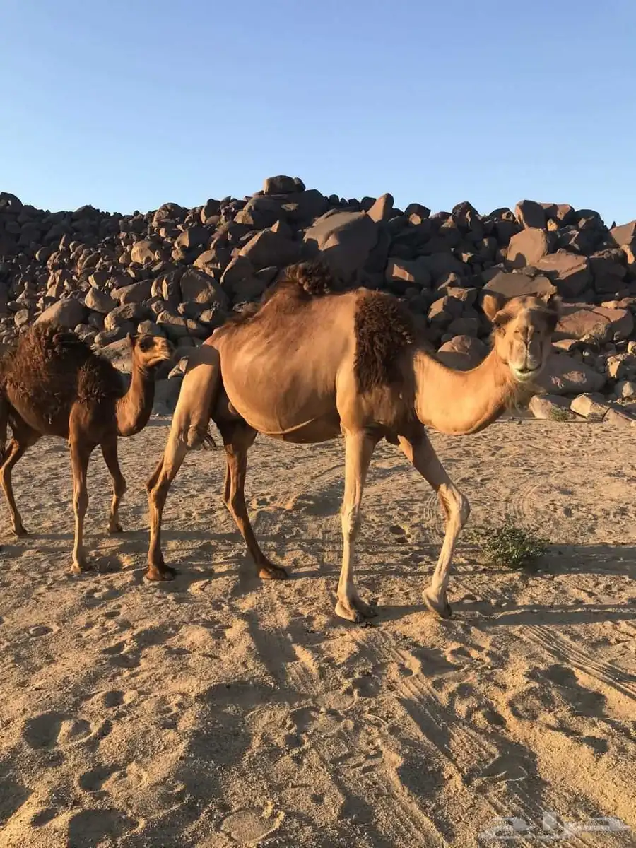 ناقه عشرا مجموع بالحليب ومشروطه شرط 3