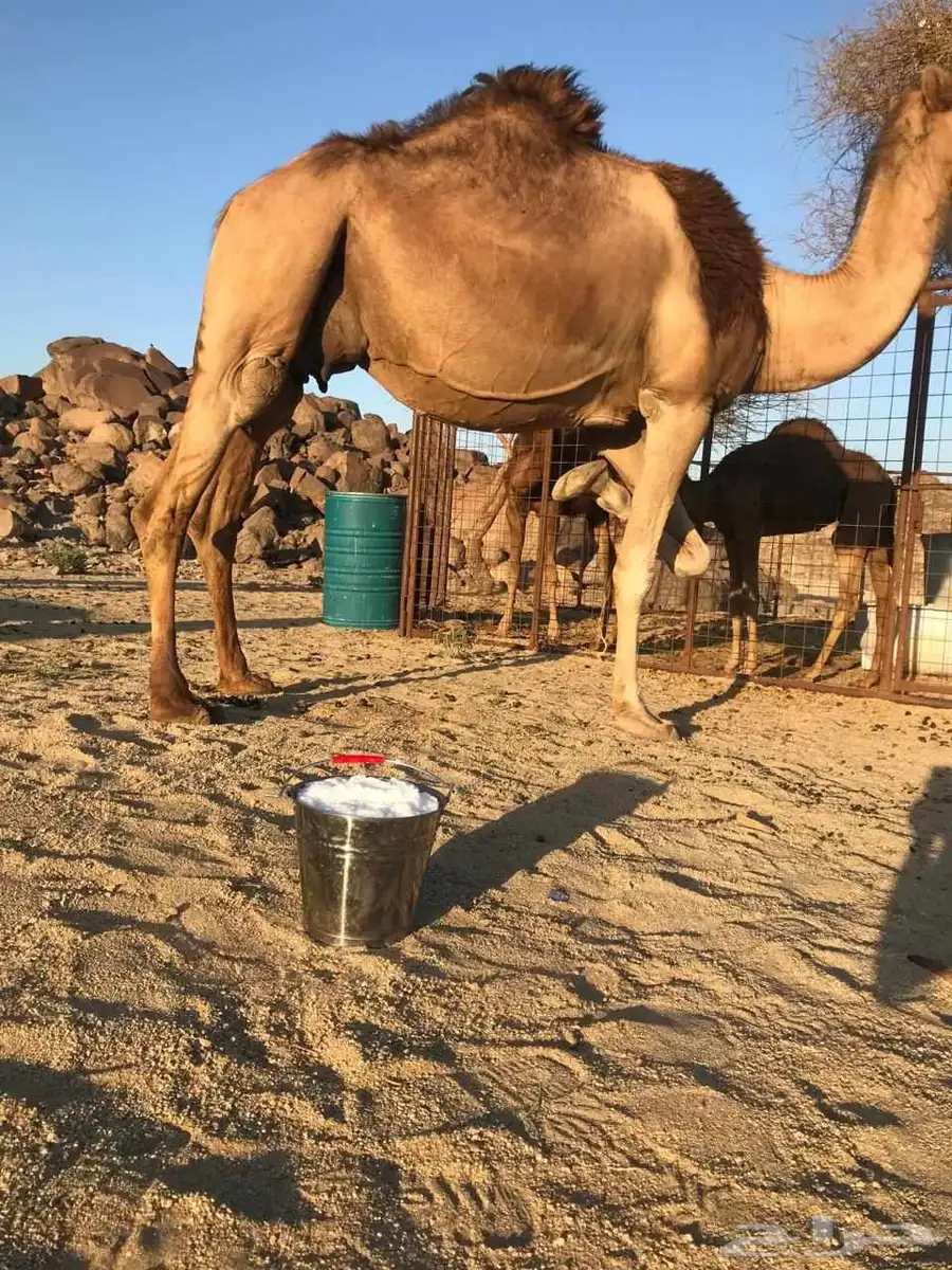 ناقه عشرا مجموع بالحليب ومشروطه شرط 0