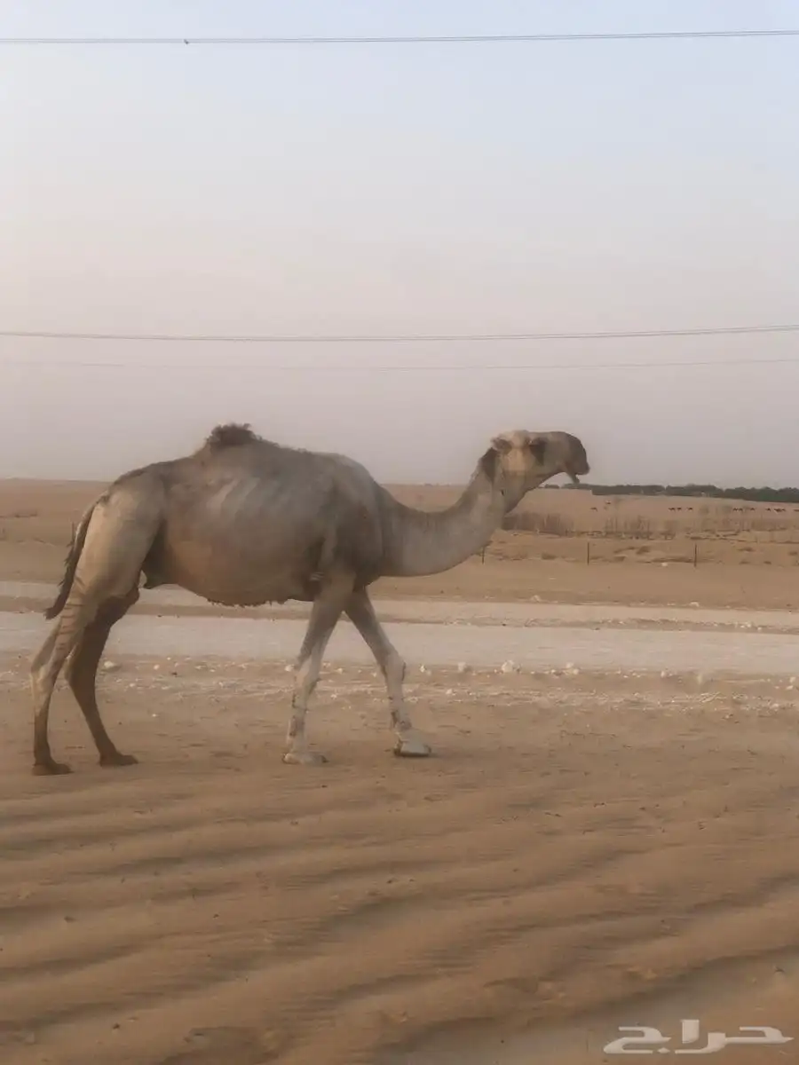 بعير للبيع عقاب على عقاب الجليدي 0