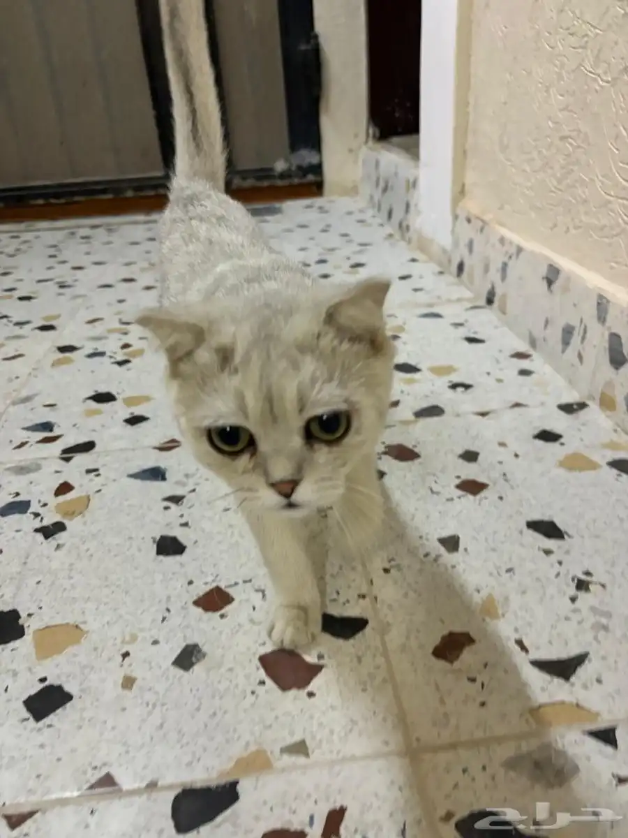 قطة للبيع 0
