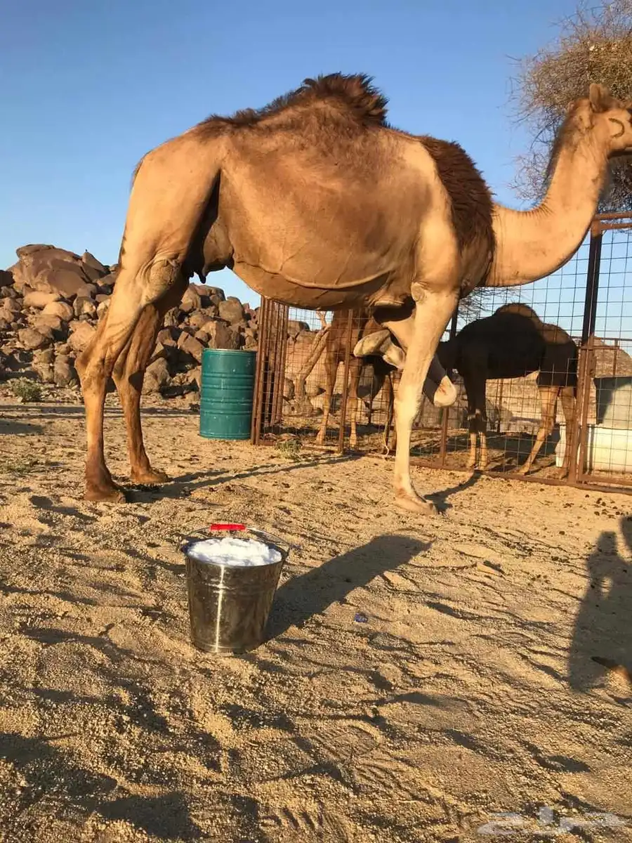 ناقه عشرا مجموع بالحليب ومشروطه شرط 1