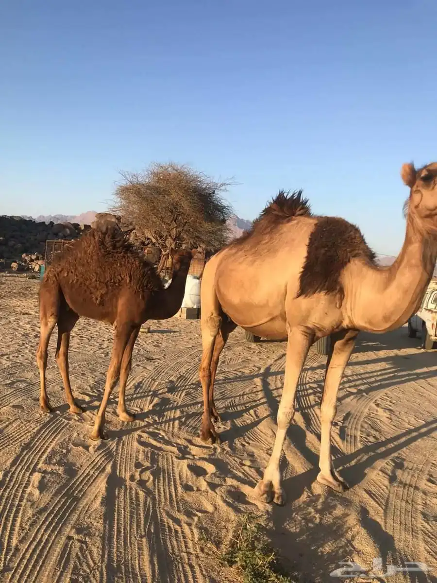 ناقه عشرا مجموع بالحليب ومشروطه شرط 2