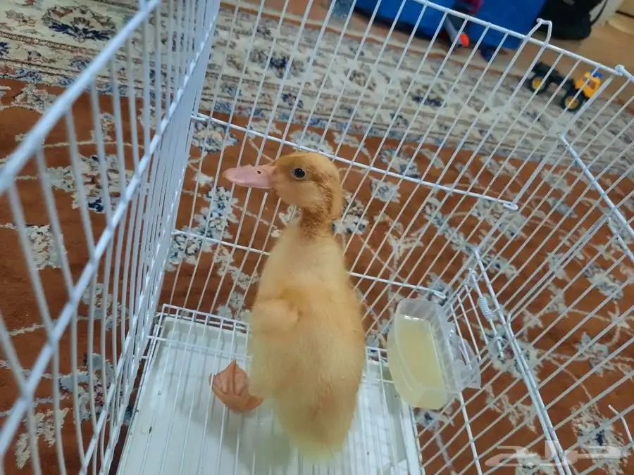 للبيع بطه بقفصها 0