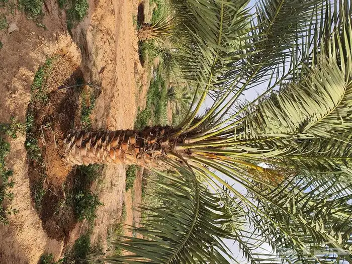 نخل للبيع 3