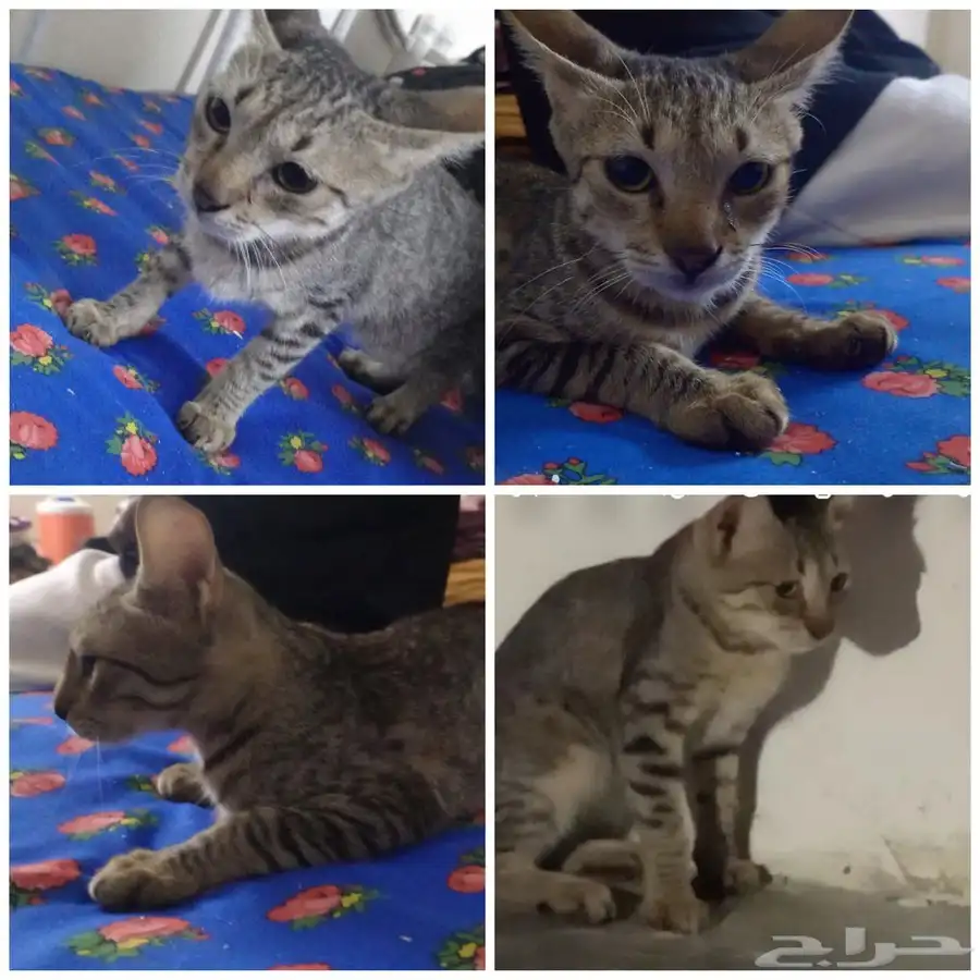 4 قطط بلديه لاكن لطيفه 2
