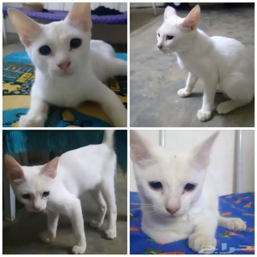 4 قطط بلديه لاكن لطيفه 1