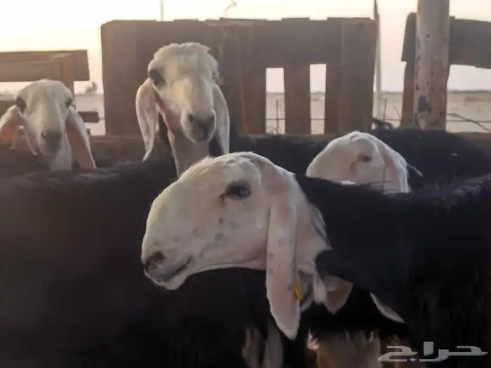 رخال نجد مقنوي طيبات لراغبي التأسيس مع فحلهن 5