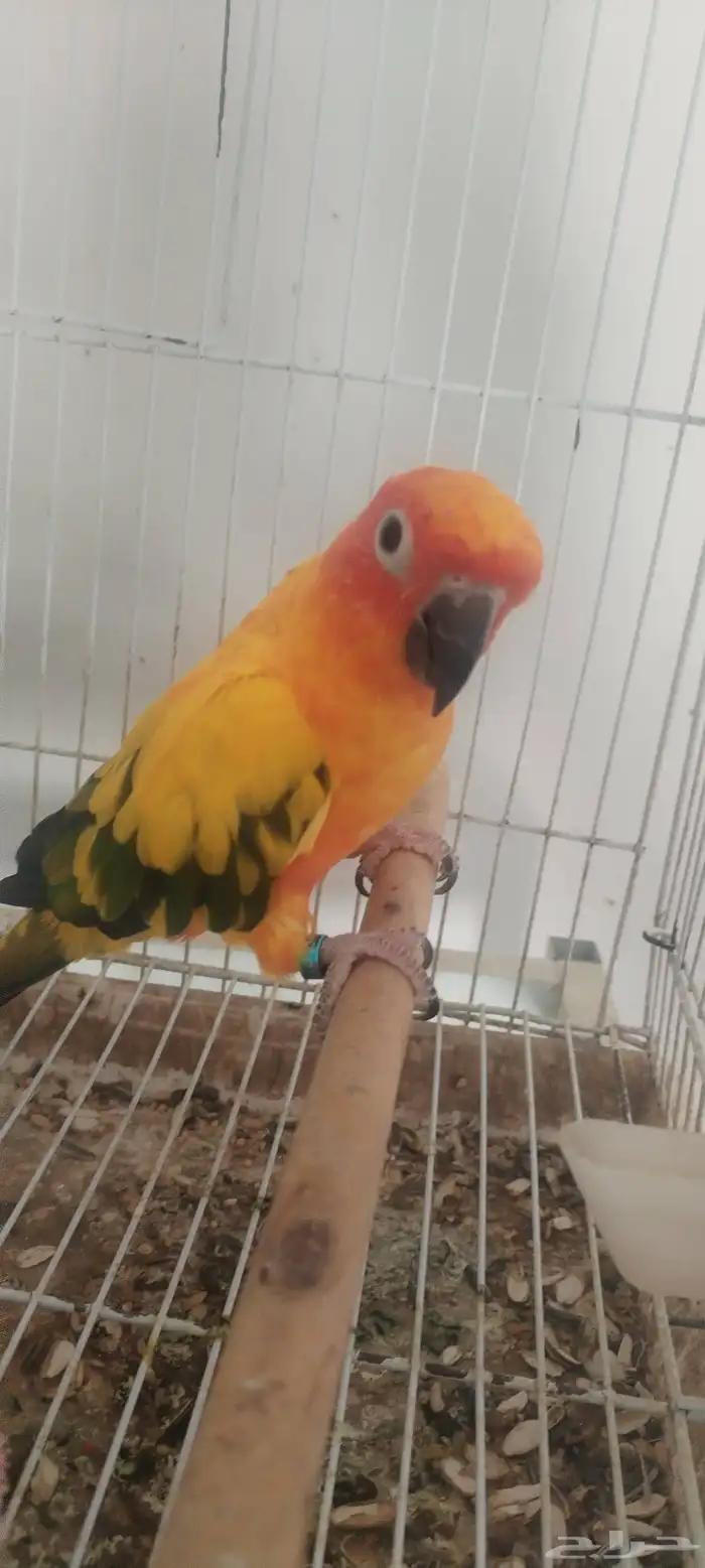 أنثى صن كنيور اليف 0