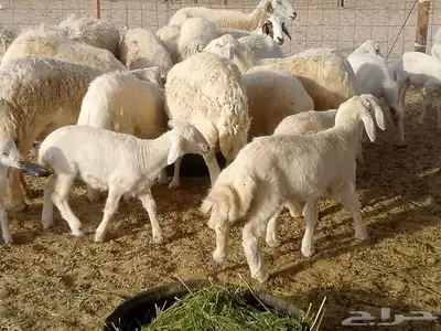 قنم خلفات العدد 18بفحله تحتها 17 8