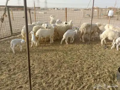 قنم خلفات العدد 18بفحله تحتها 17 9