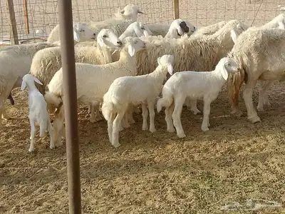 قنم خلفات العدد 18بفحله تحتها 17 7