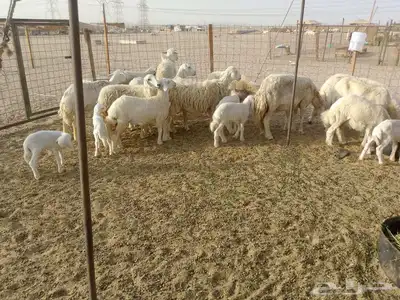 قنم خلفات العدد 18بفحله تحتها 17 2