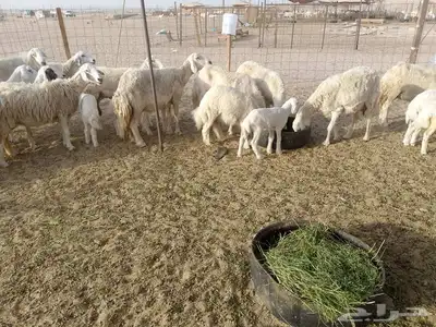 قنم خلفات العدد 18بفحله تحتها 17 1