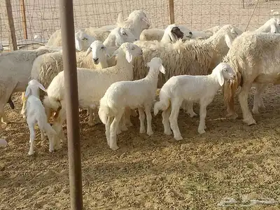 قنم خلفات العدد 18بفحله تحتها 17 3