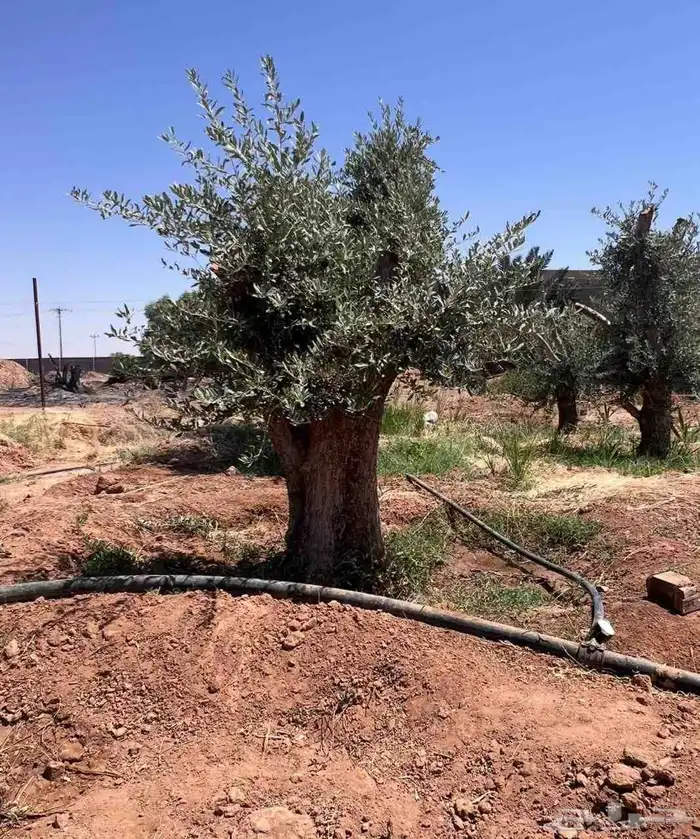 يوجد لدينا زيتون معمر مثمر جميع الأحجام ويوجد وسط ويوجد شتلا 3