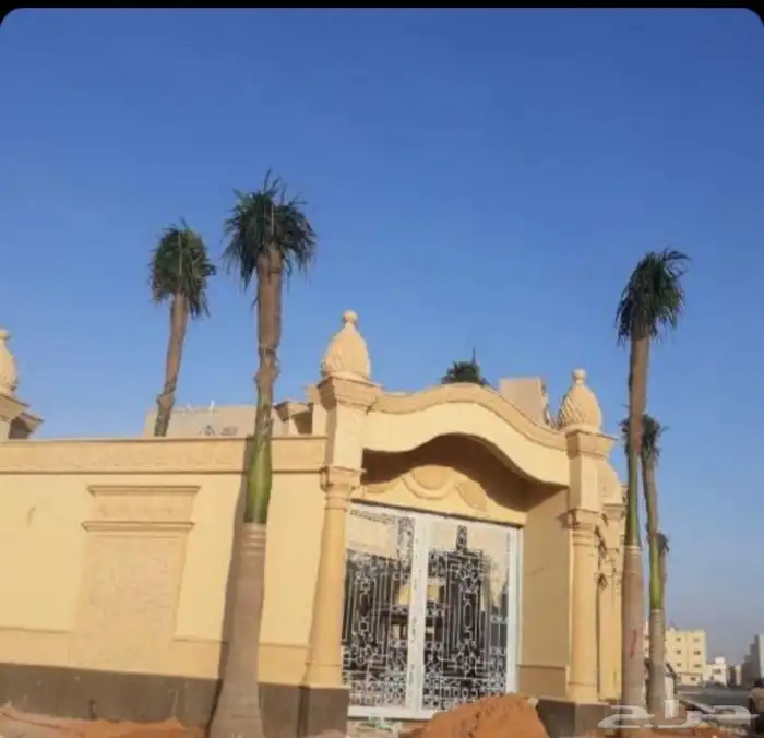 نخل ملوكي ونخل نرجيل 20