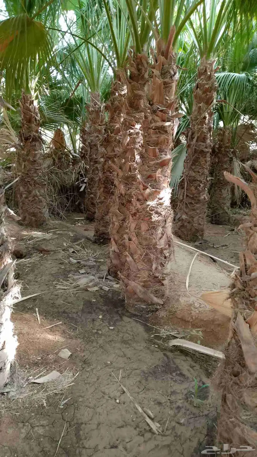 نشتغل حجر وشبوك المزرعة ونخل جميع مناطق المملكة 3