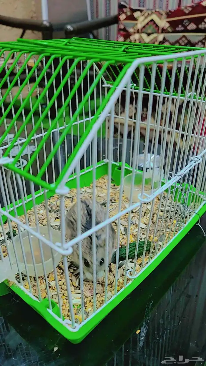 للبيع هومستر مع القفص 3