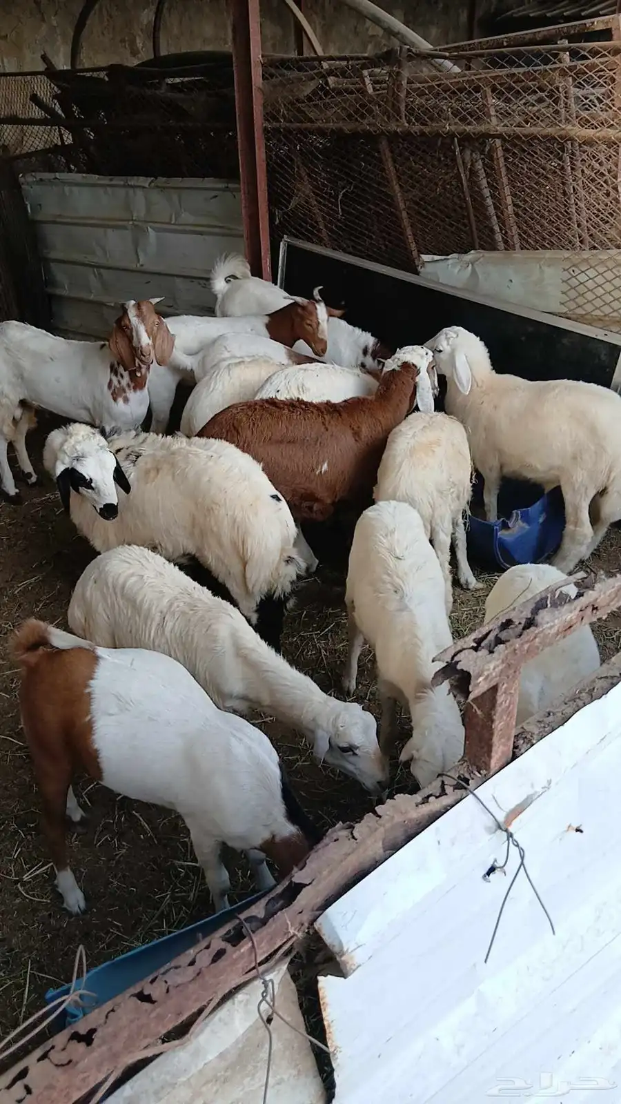 ماعز غنم انوع وأشكال مع الذبح وتقطيع وتوصيل 150 0