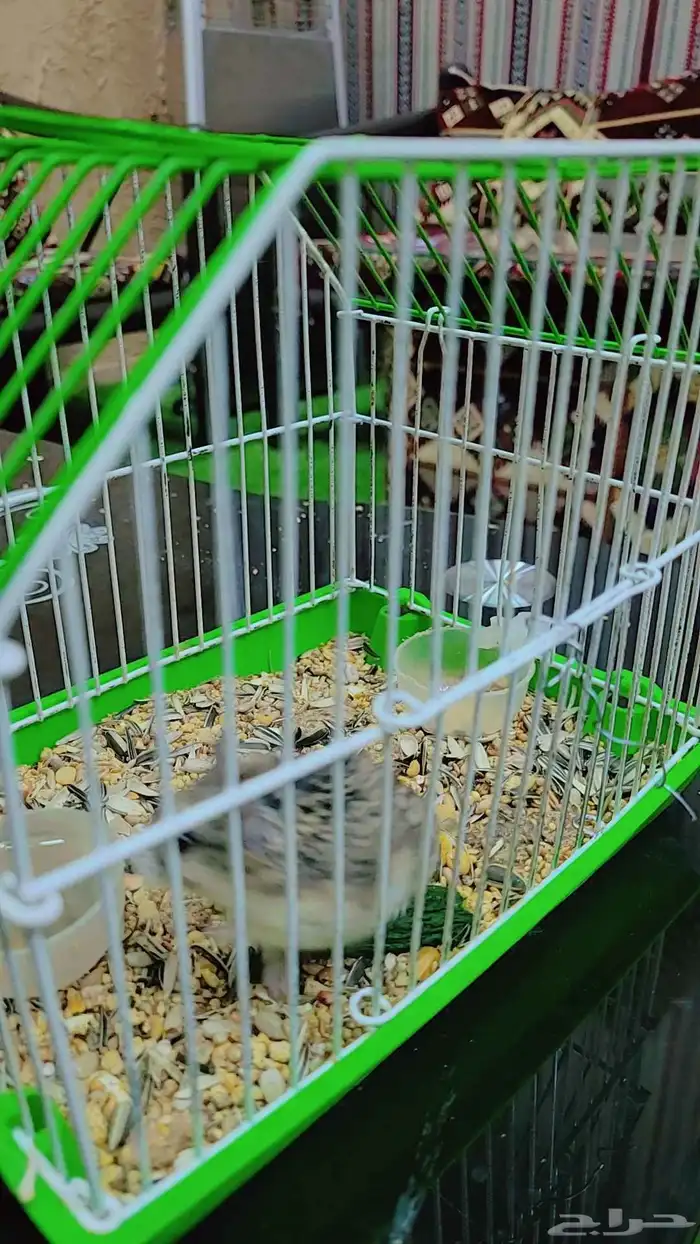 للبيع هومستر مع القفص 1