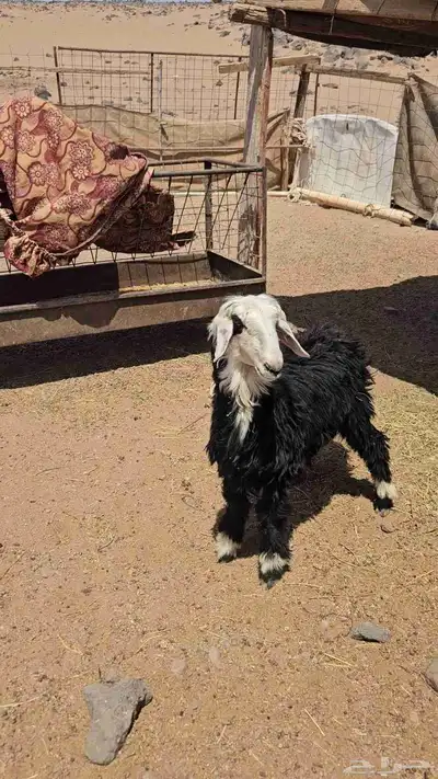 رخال نجديه 2