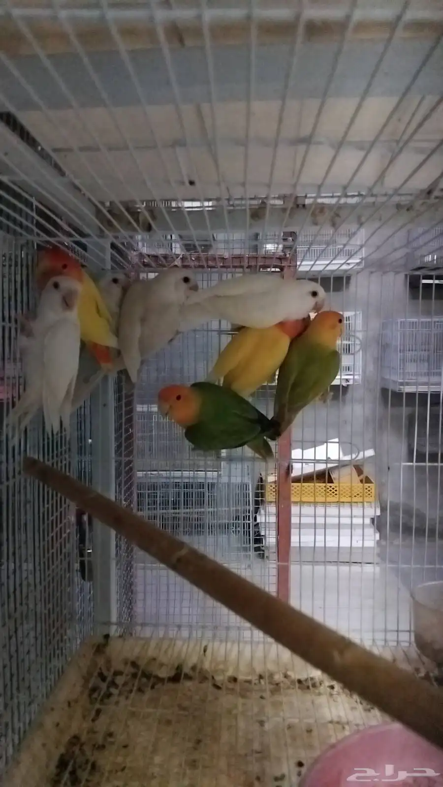 اجوز روز منتجه 0