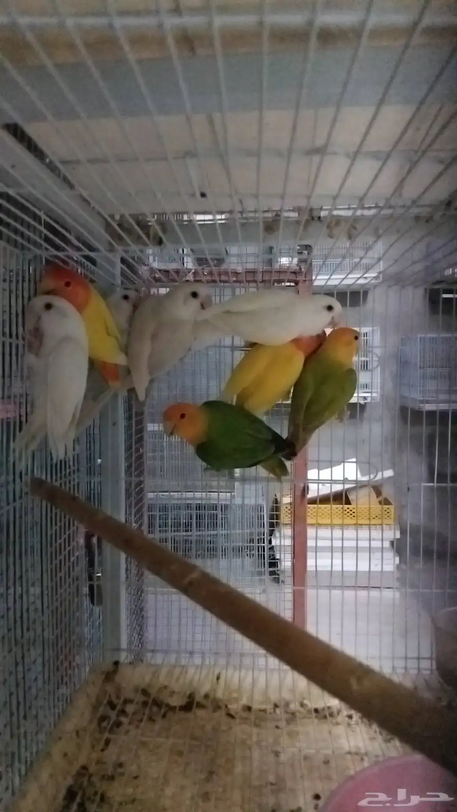 اجوز روز منتجه 1