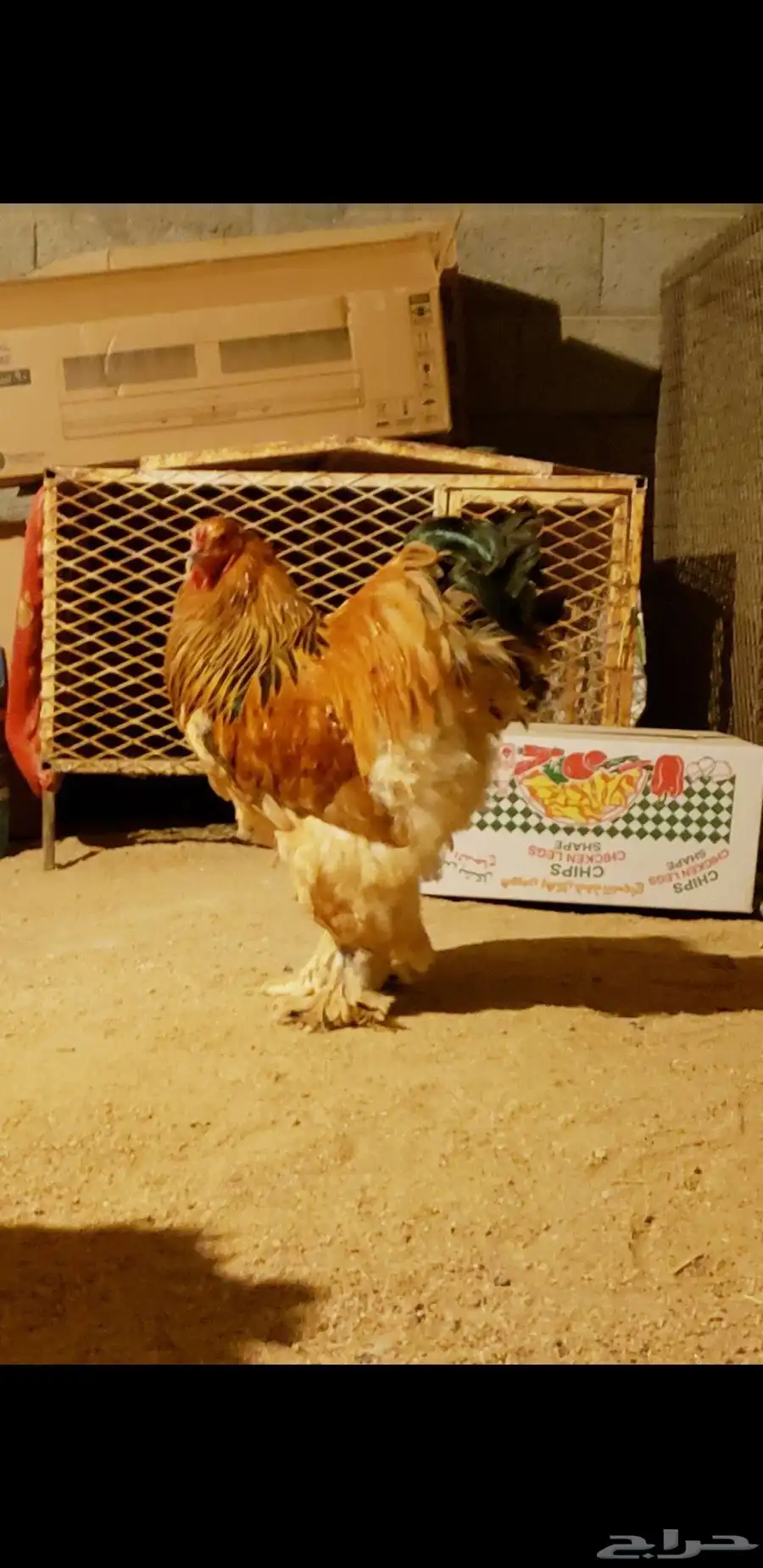 دجاج براهما اصايل دم فاخر ونادر 1