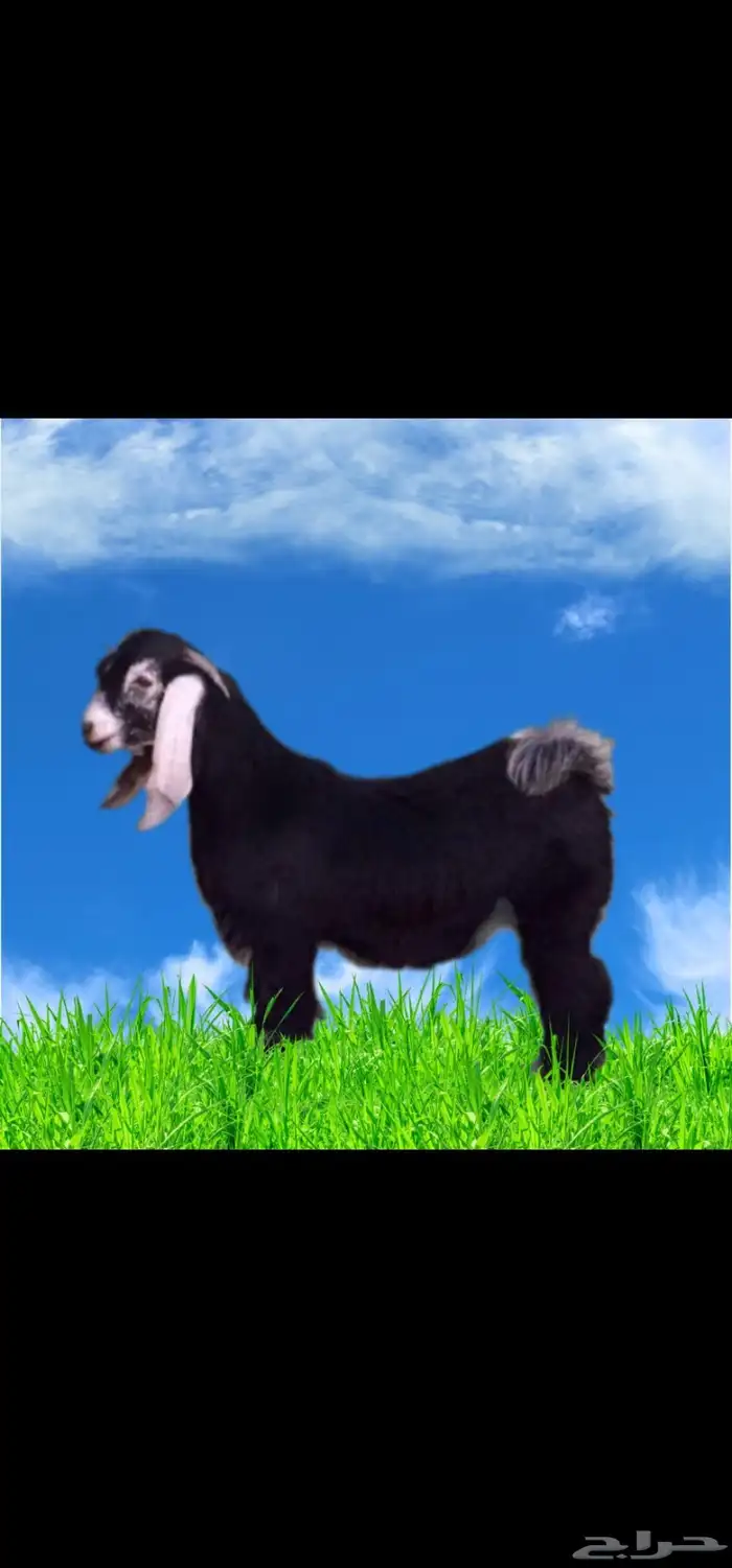 استعداد تام للولائم ذبايح نعيمي تيوس حري 2