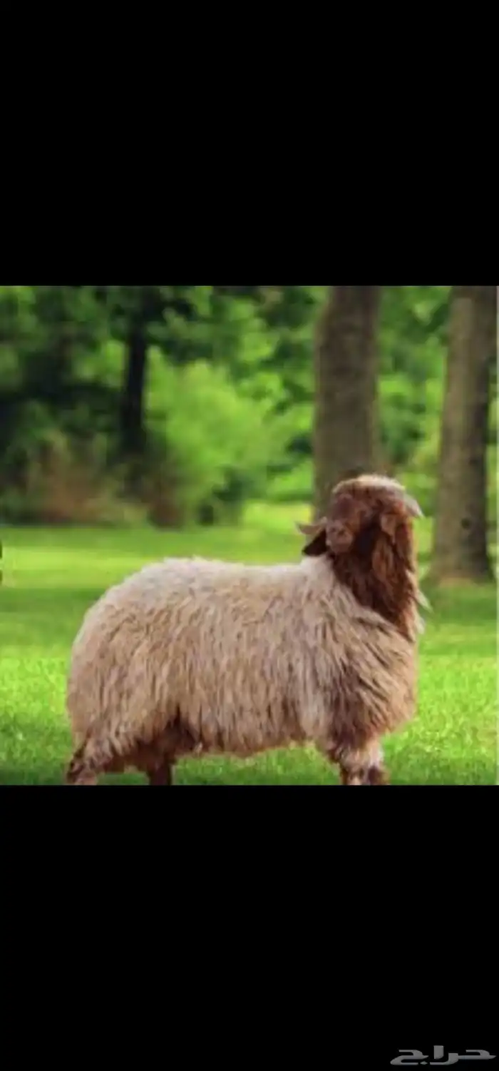 استعداد تام للولائم ذبايح نعيمي تيوس حري 1