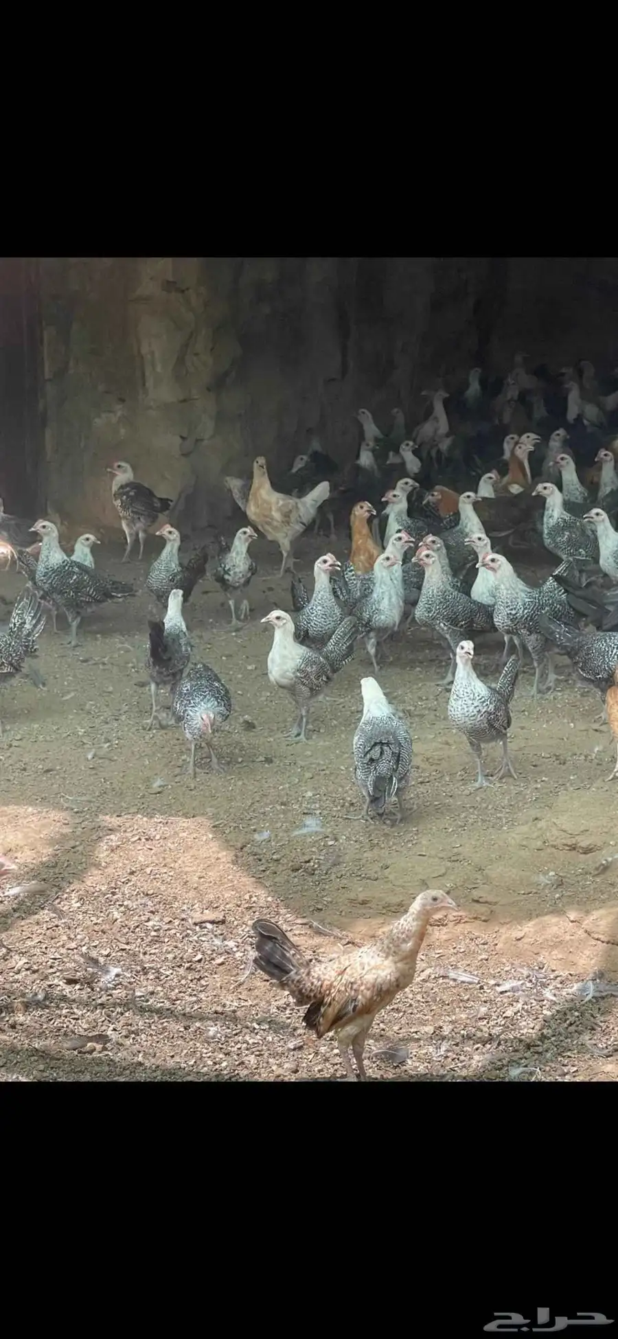 دجاج فروخ للبيع تربيه بالجمله بالفرد رقم الجوال 1