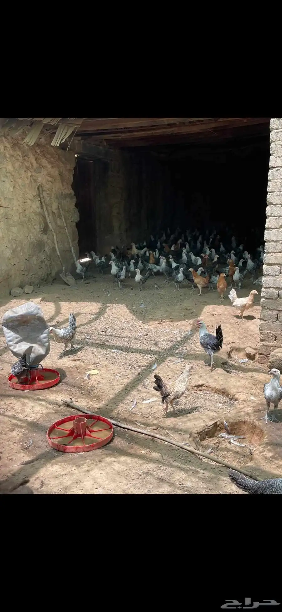 دجاج فروخ للبيع تربيه بالجمله بالفرد رقم الجوال 0