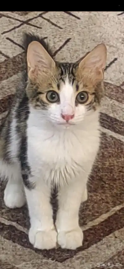 قطط 0