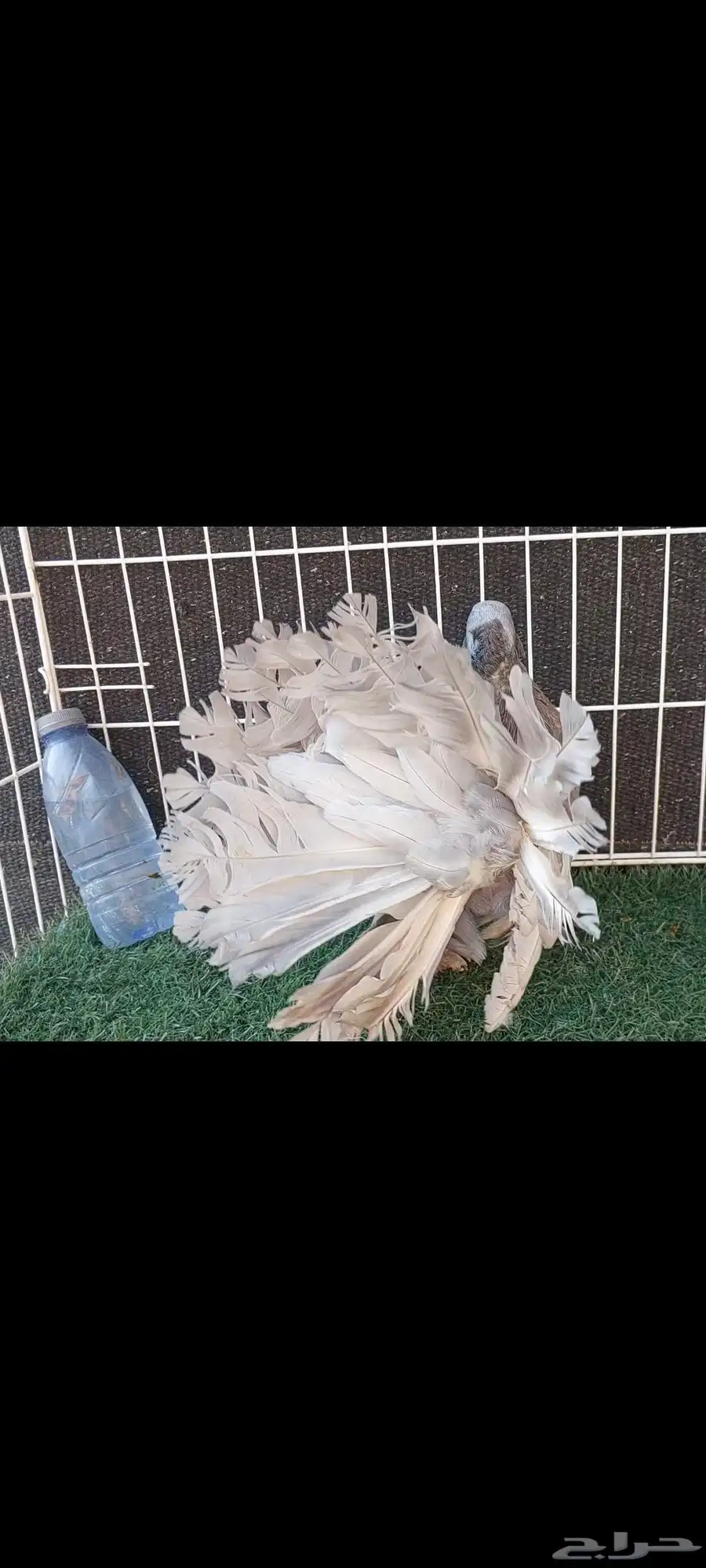 رقاص هندي لافندر (جين ميلكي) 2