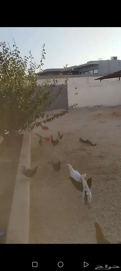دجاج بلدي 5 شهور و6 شهور 1