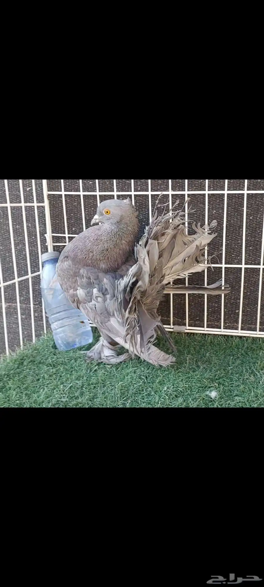 رقاص هندي لافندر (جين ميلكي) 1