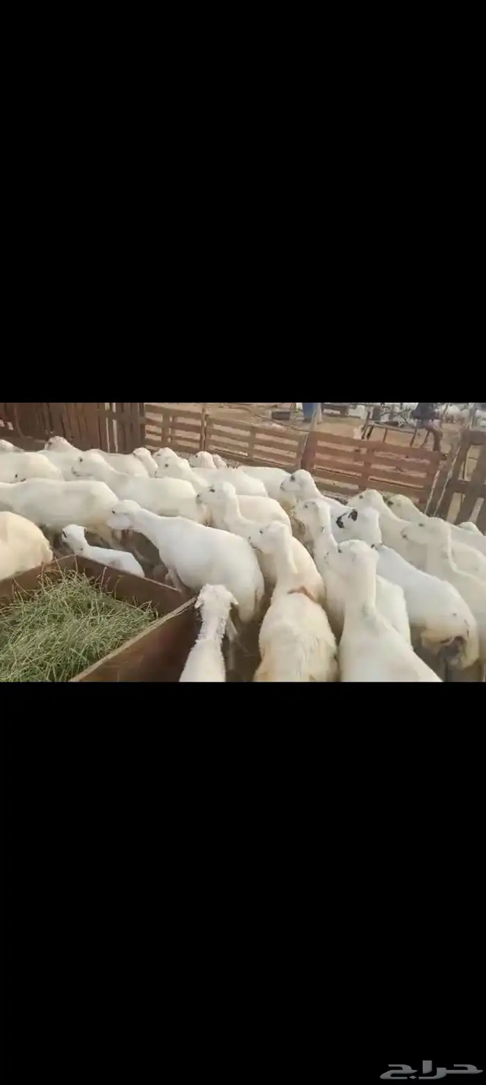 ضأن رفيدي أكبر جرم العدد العدد 75 عيلها 25 2