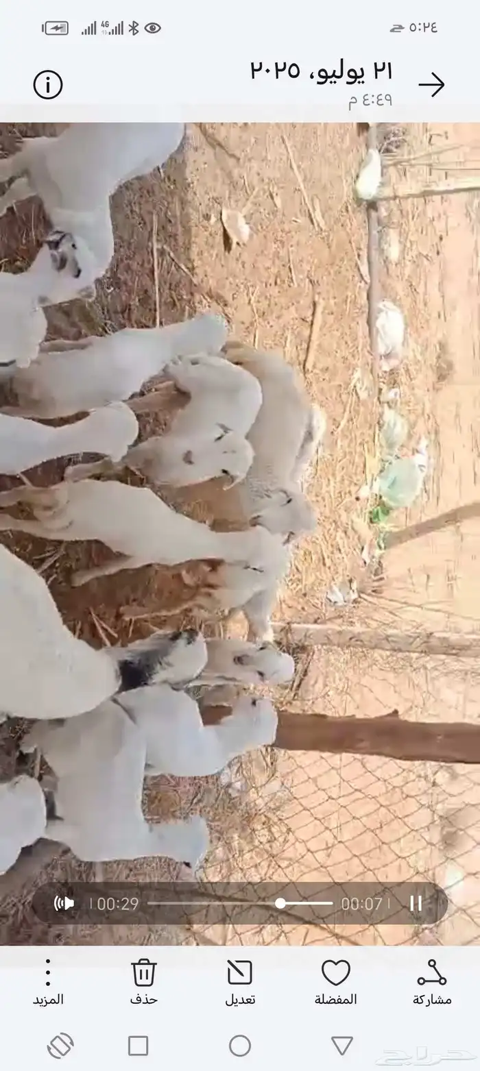 ضأن رفيدي أكبر جرم العدد العدد 75 عيلها 25 3