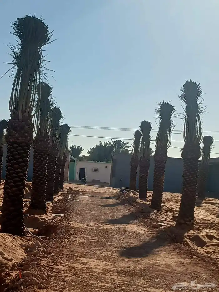 لجميع أعمال النخيل والواشنطني كما يوجد خرافين ذوخبره 9