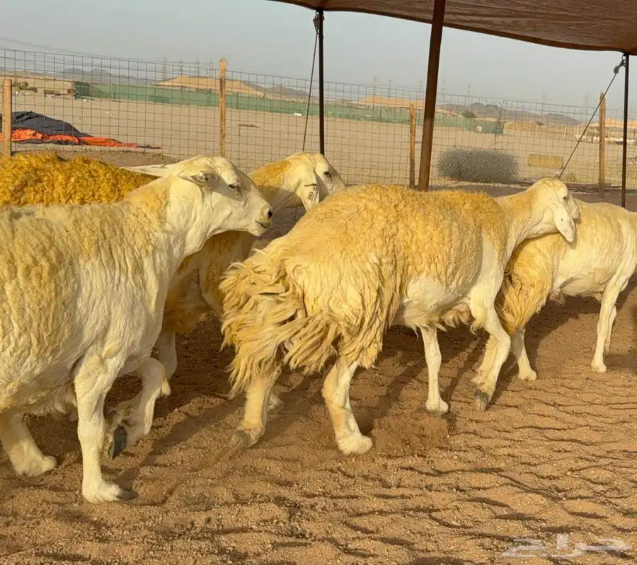 غنم حريات صنف الصنف 7
