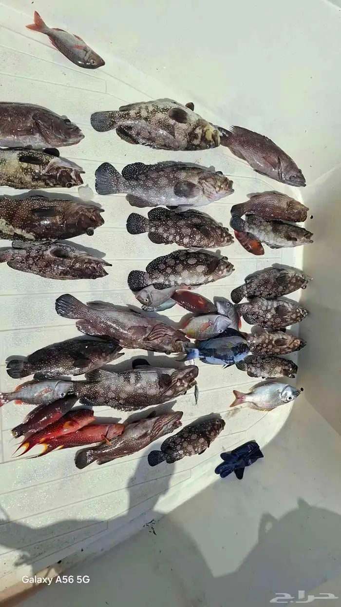 رحلات بحريه 1