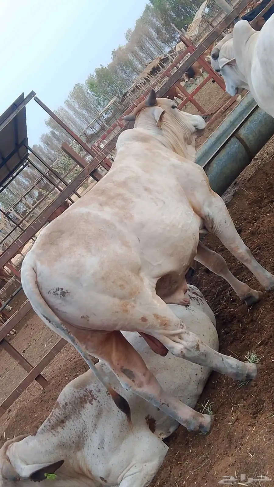 معنا عجل بلدي رقم واحد.و معانا خبشه جاموس رقم واحد 9