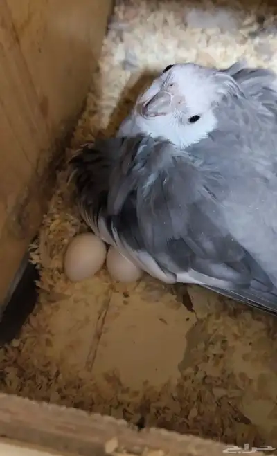 جوز كروان منتج 5