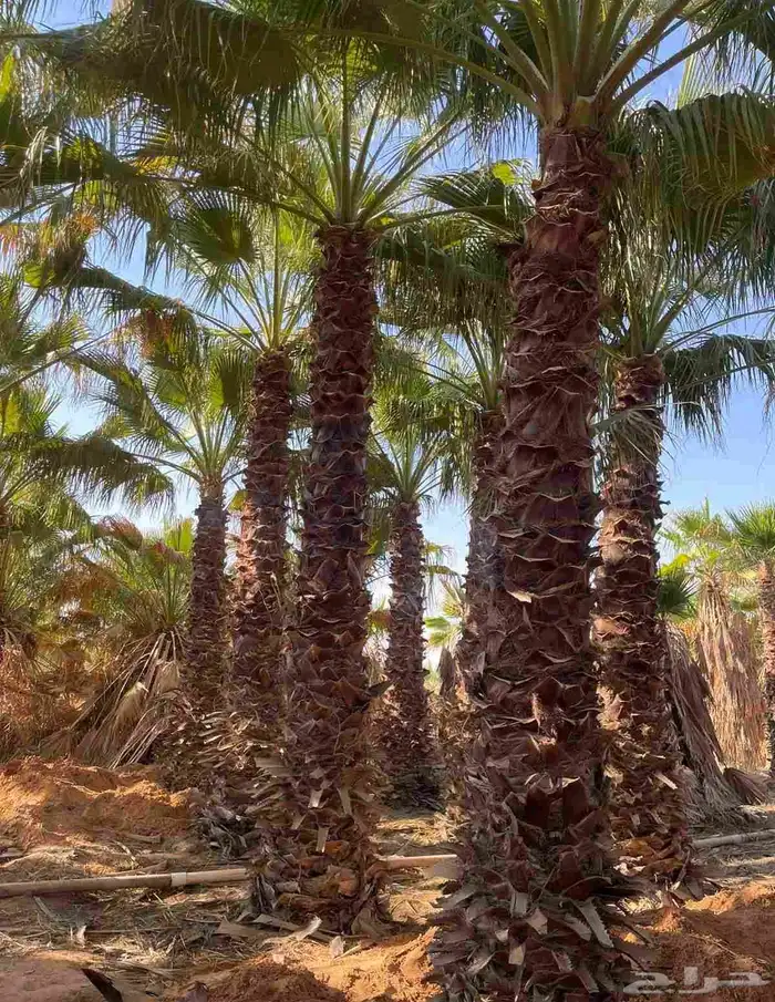نخيل واشنطني وعربي للبيع 0
