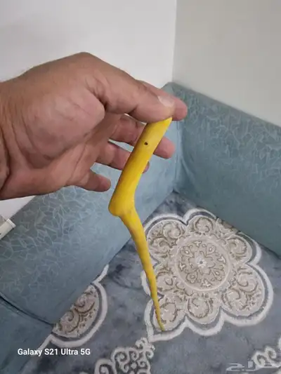 عصا شوحط نحيفه ( تم البيع ) 6