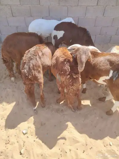 برابر وتيوس صوماليه سواكن وقعود مناسبه للاعراس والمناسبات 4