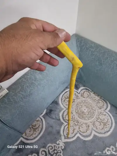عصا شوحط نحيفه ( تم البيع ) 8