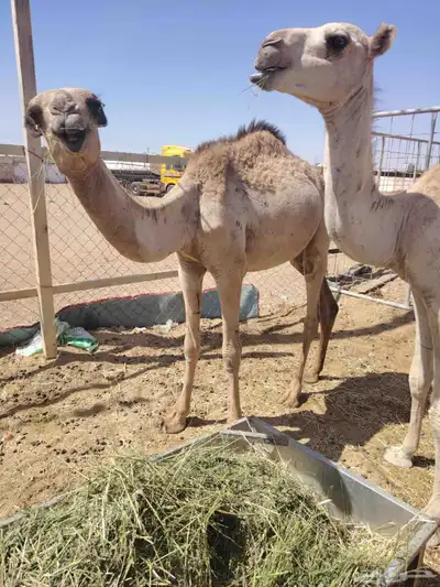 برابر وتيوس صوماليه سواكن وقعود مناسبه للاعراس والمناسبات 3